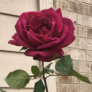 Meet your Posher, Destiny